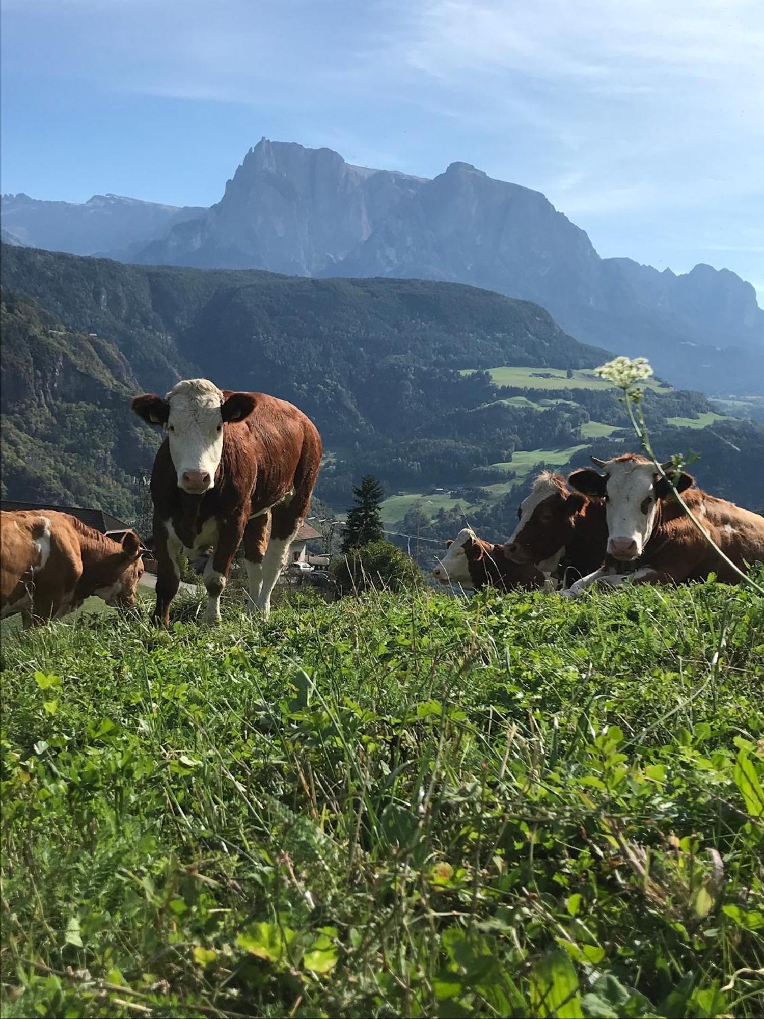 Gasserhof 巴比亚诺 外观 照片